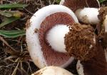 Agaricus porphyrocephalus var. pallidus