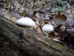 Agaricus leptocaulis