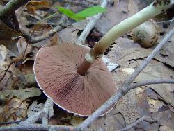 Agaricus leptocaulis