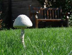 Amanita thiersii