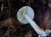 Amanita brunnescens