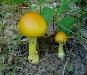 Amanita flavoconia