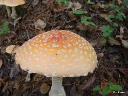 Amanita muscaria var. guessowii