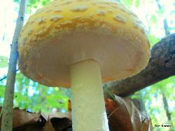 Amanita muscaria var. guessowii