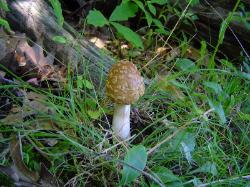 Amanita amerirubescens