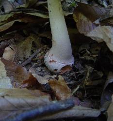 Amanita amerirubescens