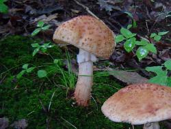 Amanita amerirubescens var. alba