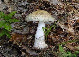 Amanita amerirubescens