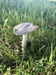 Amanita vaginata