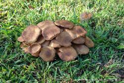 Armillaria tabescens
