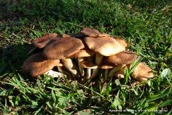 Armillaria tabescens