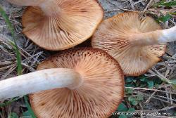 Armillaria tabescens