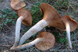 Armillaria tabescens