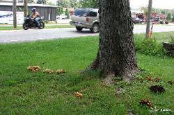 Armillaria tabescens