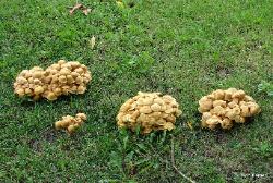 Armillaria tabescens