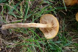 Armillaria tabescens