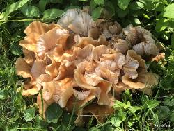 Armillaria tabescens