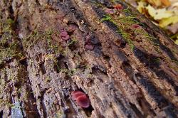 Ascocoryne cylichnium