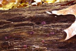 Ascocoryne cylichnium