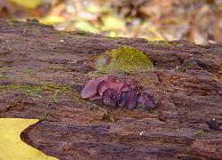 Ascocoryne cylichnium
