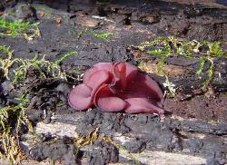 Ascocoryne cylichnium