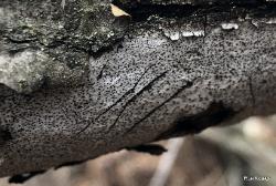 Biscogniauxia atropunctata