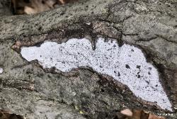 Biscogniauxia atropunctata