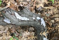 Biscogniauxia atropunctata
