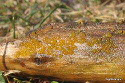 Bisporella citrina