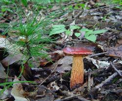 Butyriboletus frostii