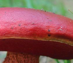 Butyriboletus frostii