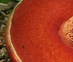 Butyriboletus frostii