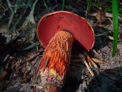 Butyriboletus frostii