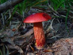 Butyriboletus frostii