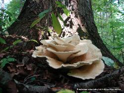 Bondarzewia berkeleyi