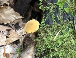 Callistosporium luteo-olivaceum