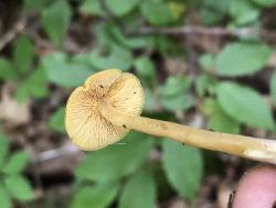 Callistosporium luteo-olivaceum