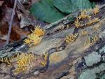 Calocera cornea