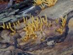 Calocera cornea