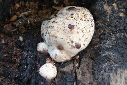 Camarops petersii