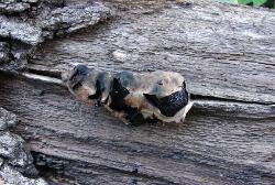 Camarops petersii