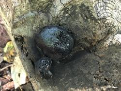 Camarops petersii