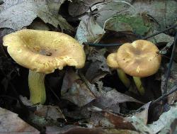 Cantharellus lewisii