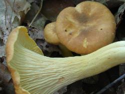 Cantharellus lewisii
