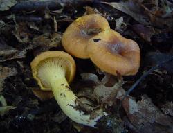 Cantharellus lewisii