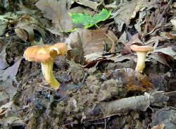 Cantharellus lewisii