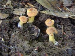 Cantharellus lewisii