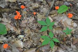 Cantharellus cinnabarinus