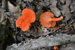 Cantharellus cinnabarinus
