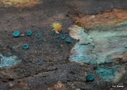 Chlorociboria aeruginascens